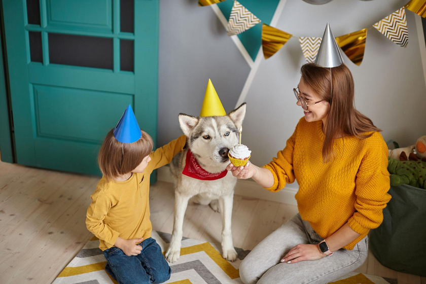 Dog with birthday hat eating muffin and celebrating birthday with its human companions 