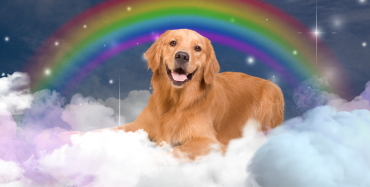 Dog in the clouds rainbow in the back side