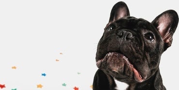 birthday french bulldog picture with small colorful decorative stras un the background