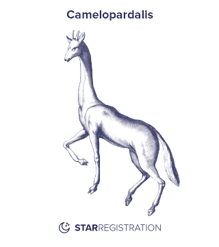 Starregistration.net adaption of a painting of Camelopardalis Constellation from Uranographia celestial atlas by Johannes Hevelius.