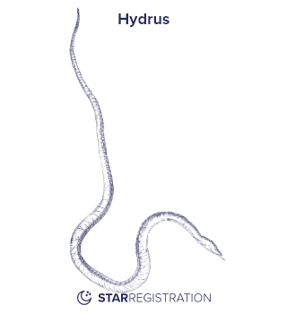 Starregistration.net adaption of a painting of Hydrus Constellation from Uranographia celestial atlas by Johannes Hevelius.