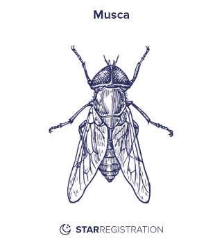 Starregistration.net adaption of a painting of Musca Constellation from Uranographia celestial atlas by Johannes Hevelius.