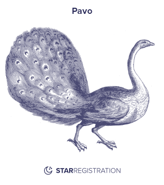 Starregistration.net adaption of a painting of Pavo Constellation from Uranographia celestial atlas by Johannes Hevelius.