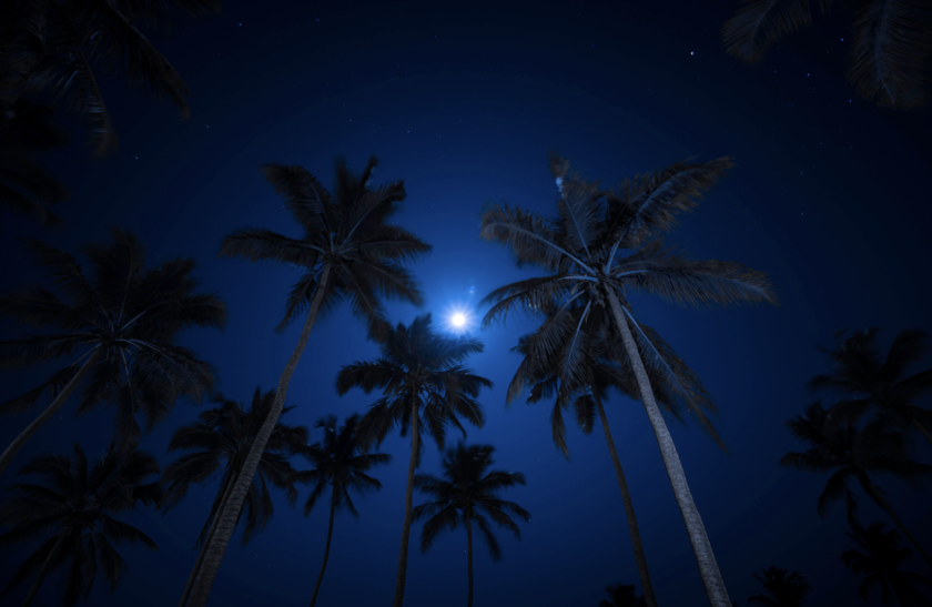 Palm trees against the night sky