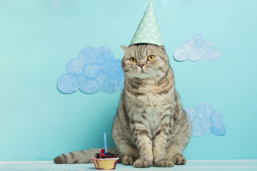 Cat with a birthday hat and a cupcake with a candle