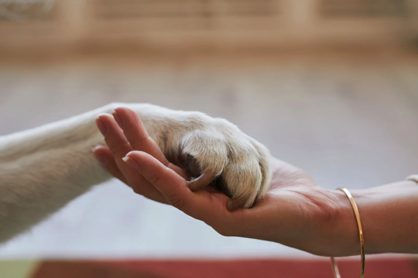 A person holding the paw of a dog