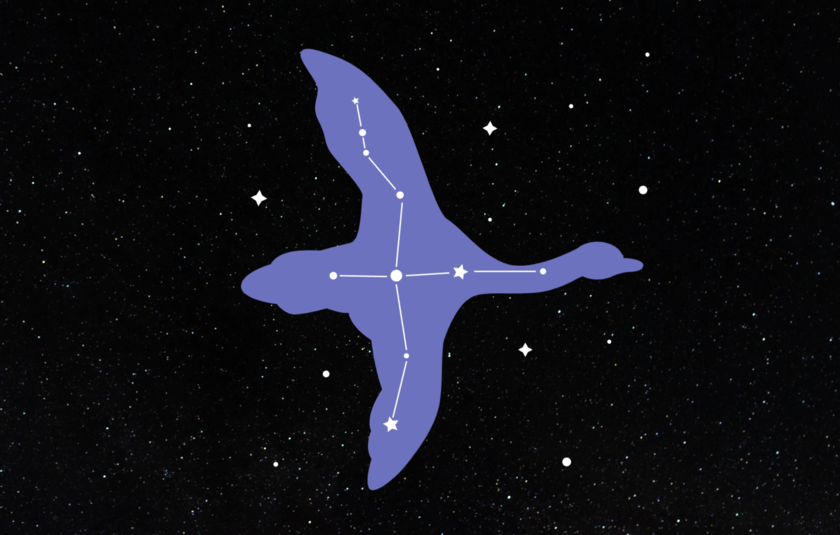 A graphic image of Cygnus constellation depicted as a swan in the night sky