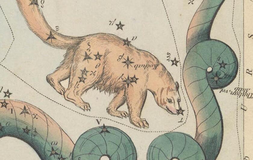 The Ursa Minor drawn as a bear near the Draco constellation