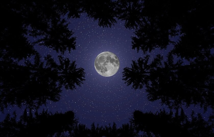 The Moon shining in the night sky full of stars through dark tree tops