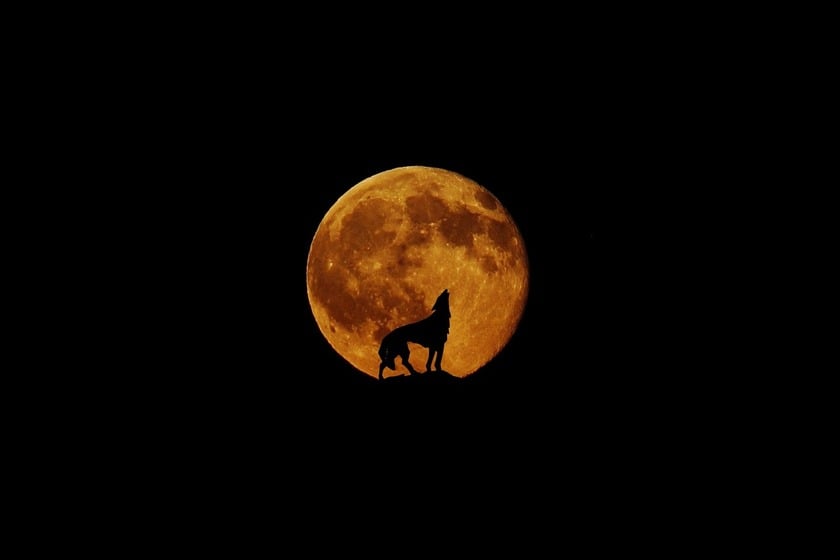 A wolf standing in front of an orange moon howling at it